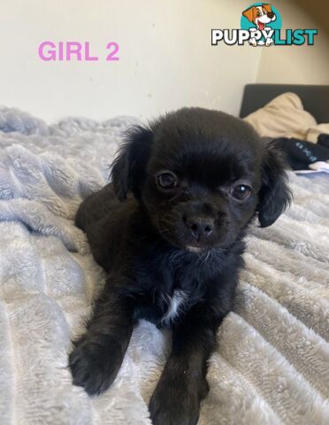Chihuahua puppies