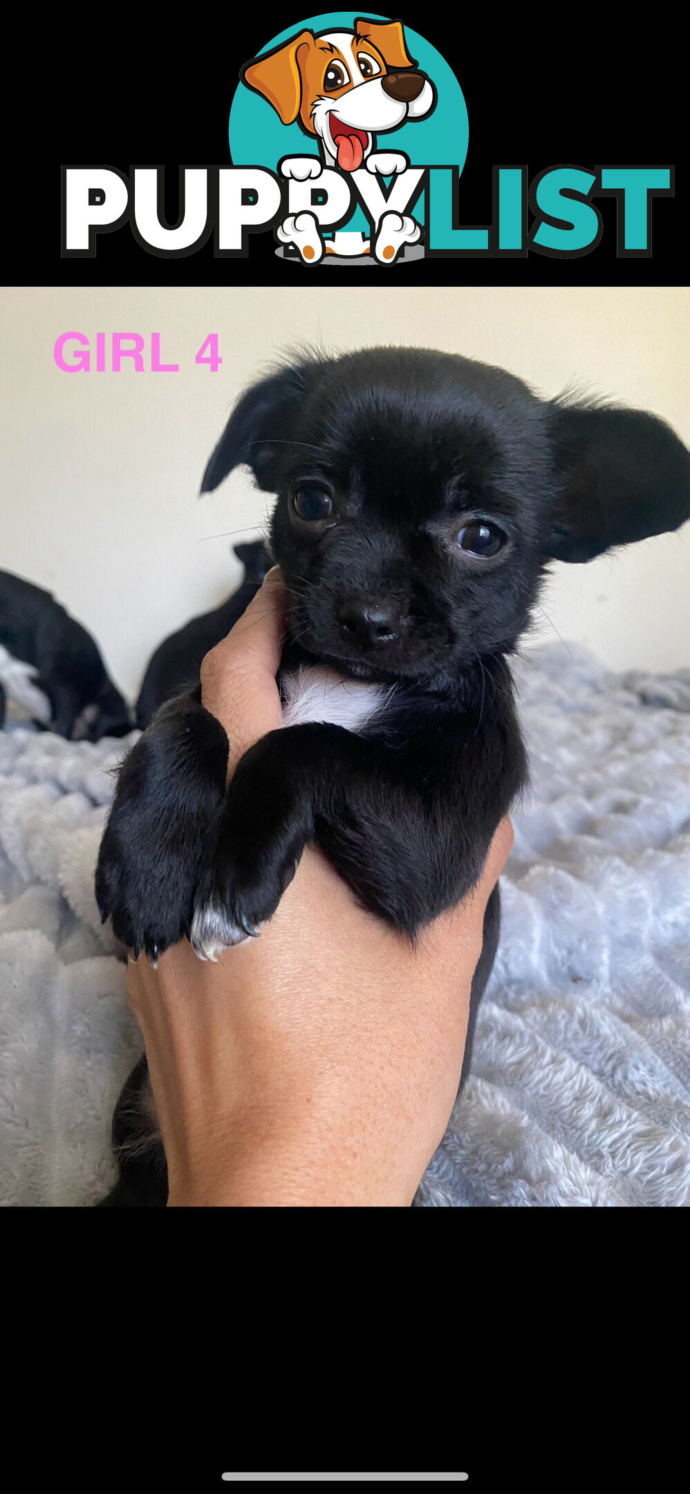 Chihuahua puppies