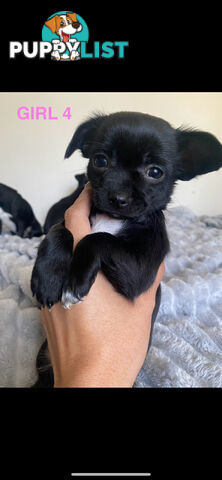 Chihuahua puppies