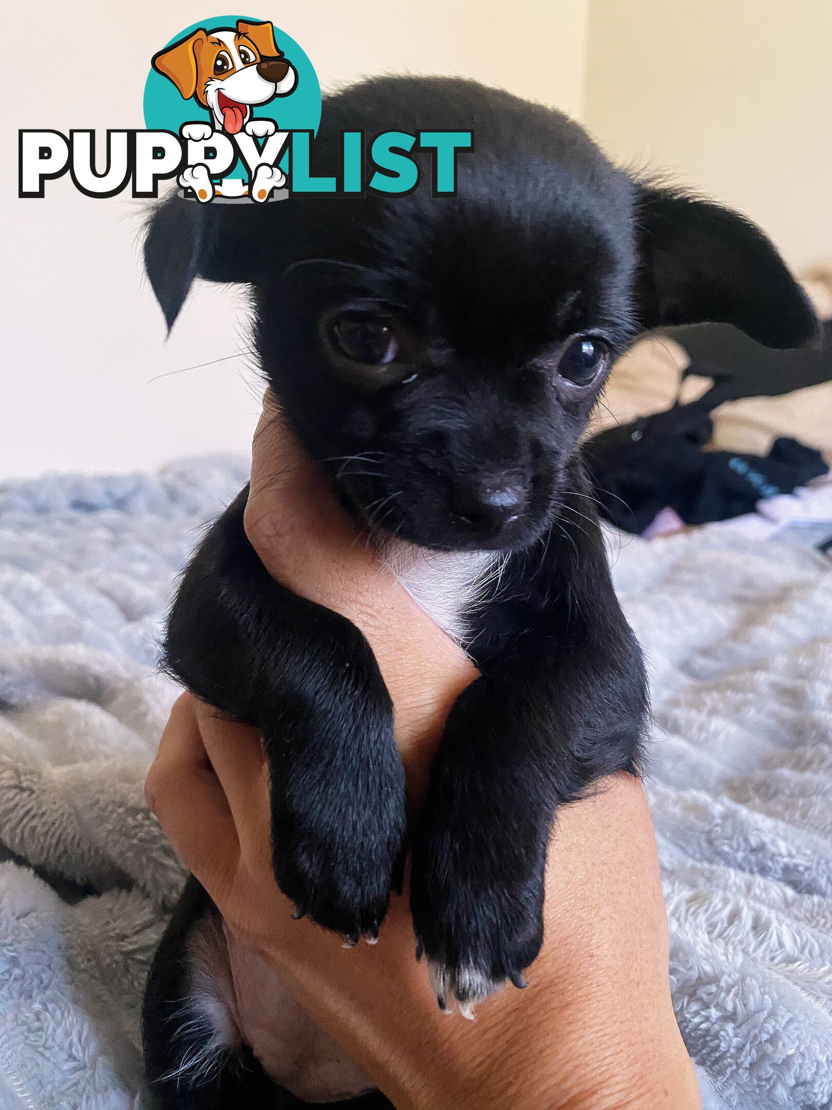 Chihuahua puppies
