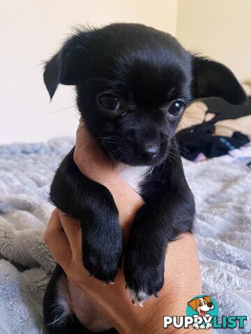 Chihuahua puppies