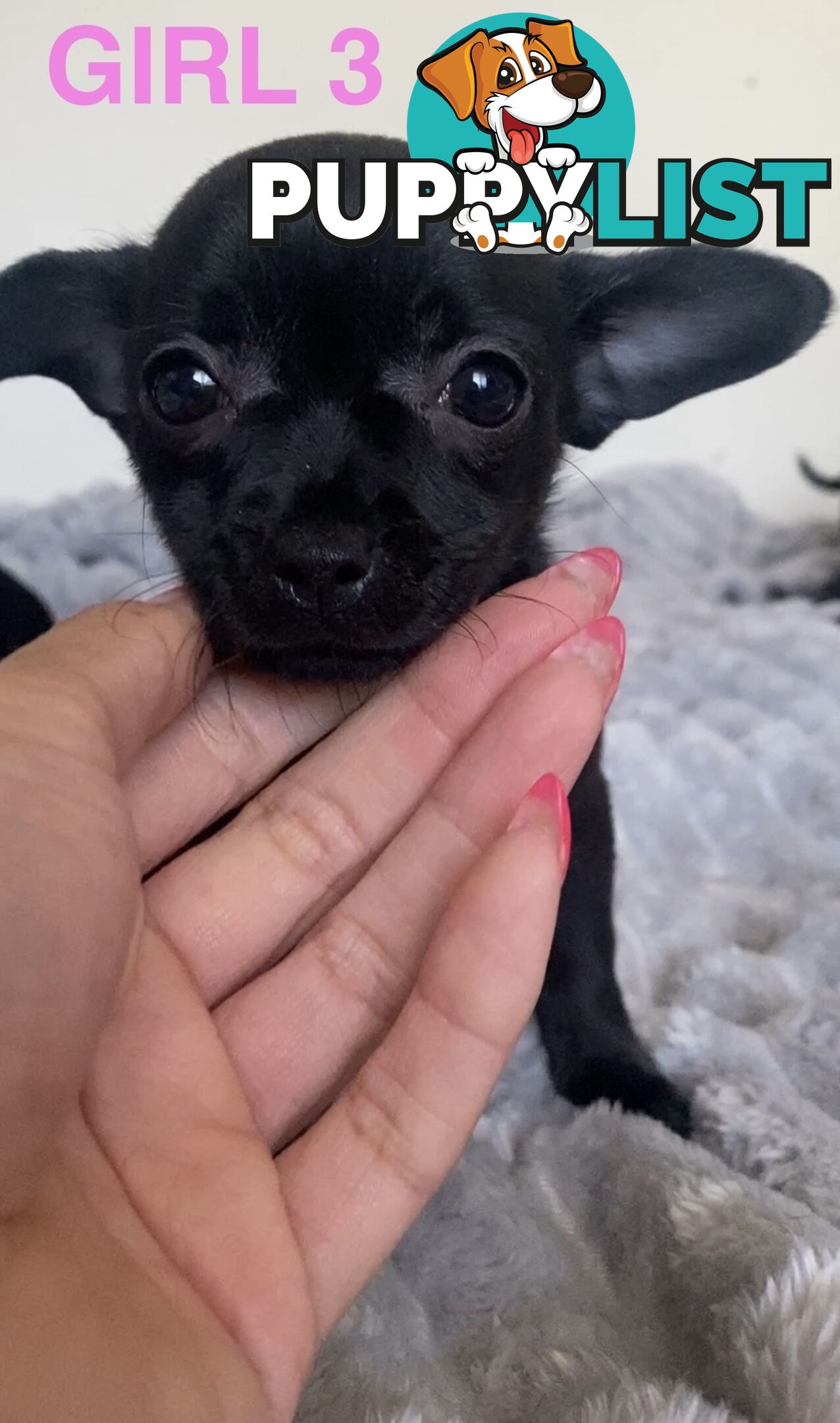 Chihuahua puppies