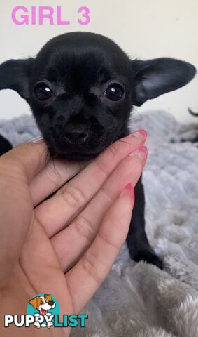Chihuahua puppies