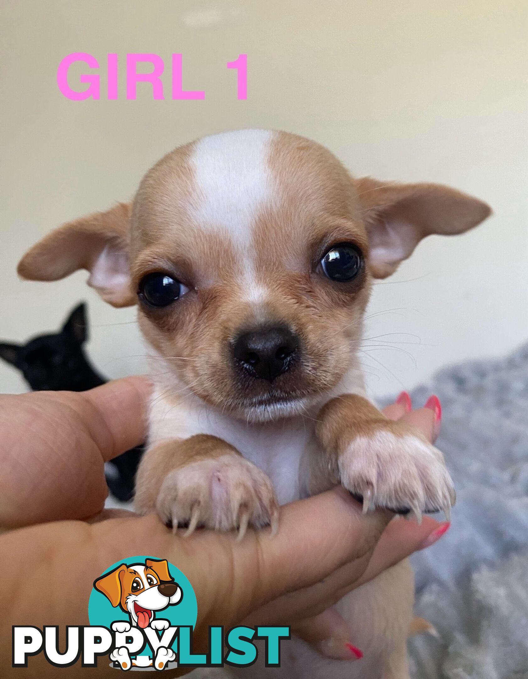 Chihuahua puppies