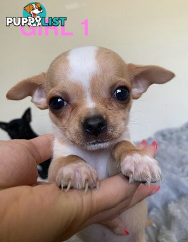Chihuahua puppies