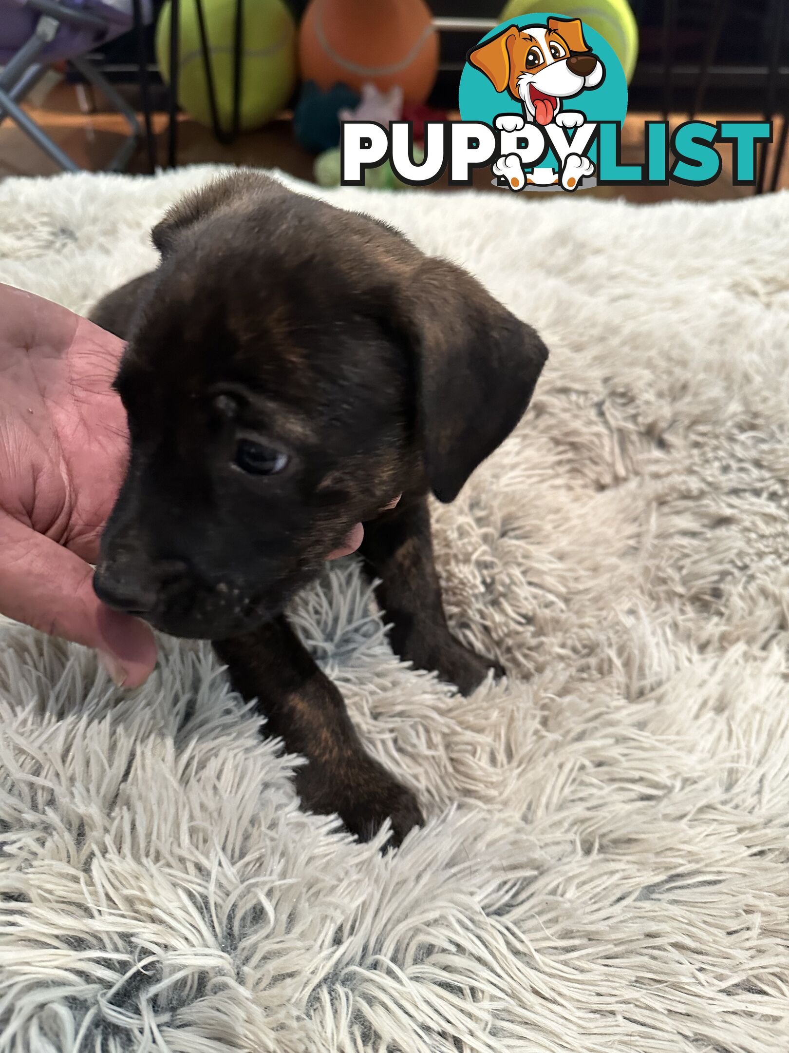 Adorable cane corso x staffie puppies for sale