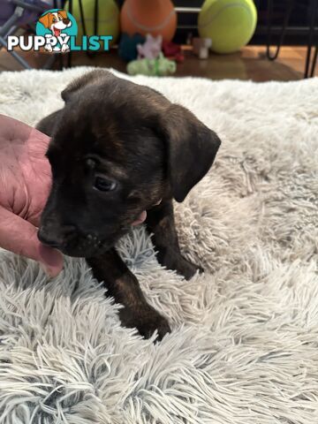 Adorable cane corso x staffie puppies for sale