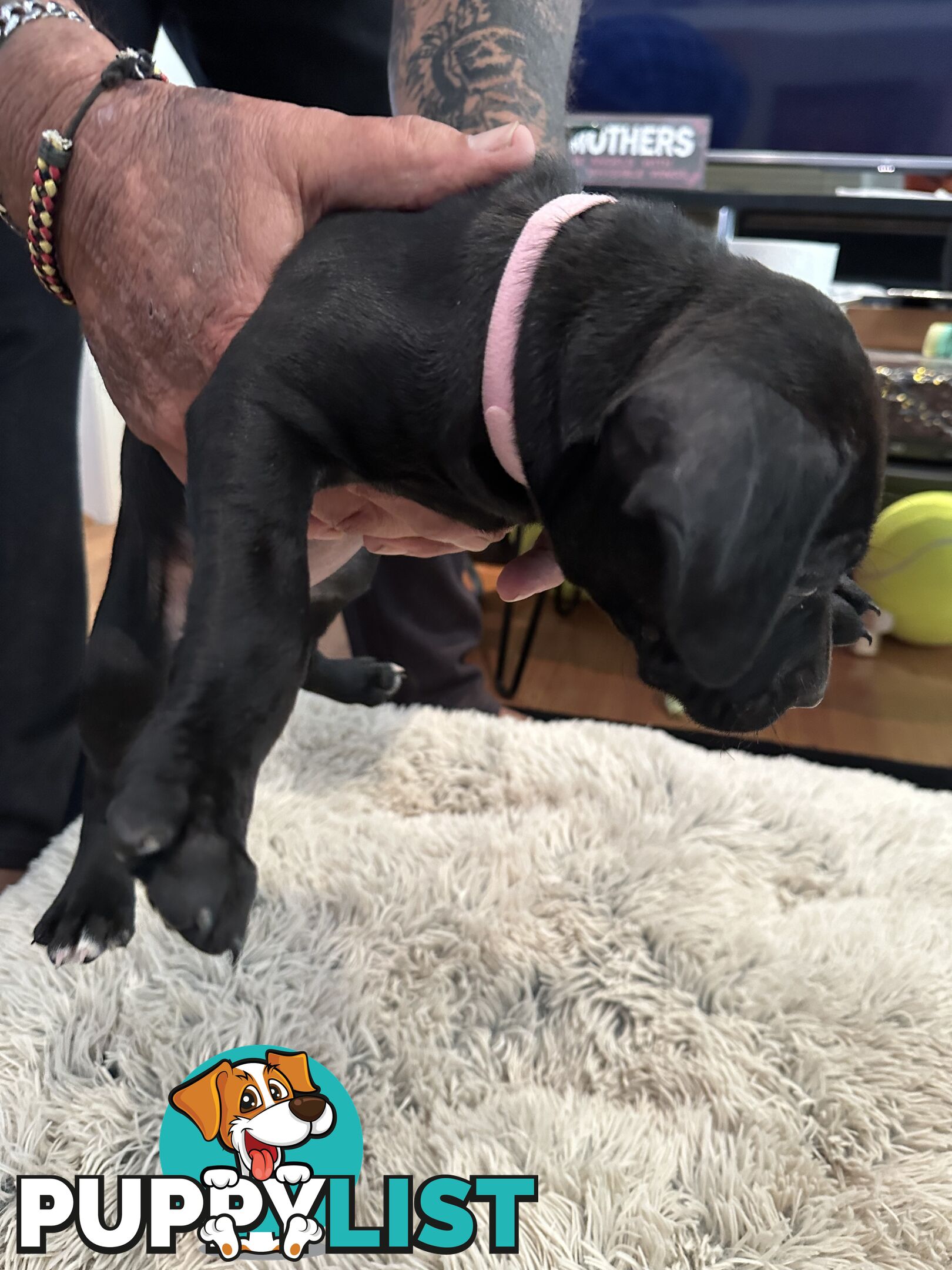 Adorable cane corso x staffie puppies for sale