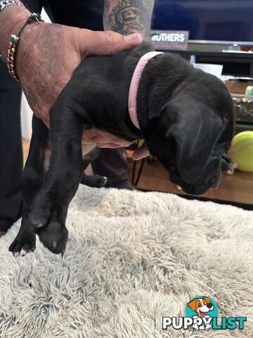 Adorable cane corso x staffie puppies for sale