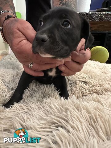 Adorable cane corso x staffie puppies for sale