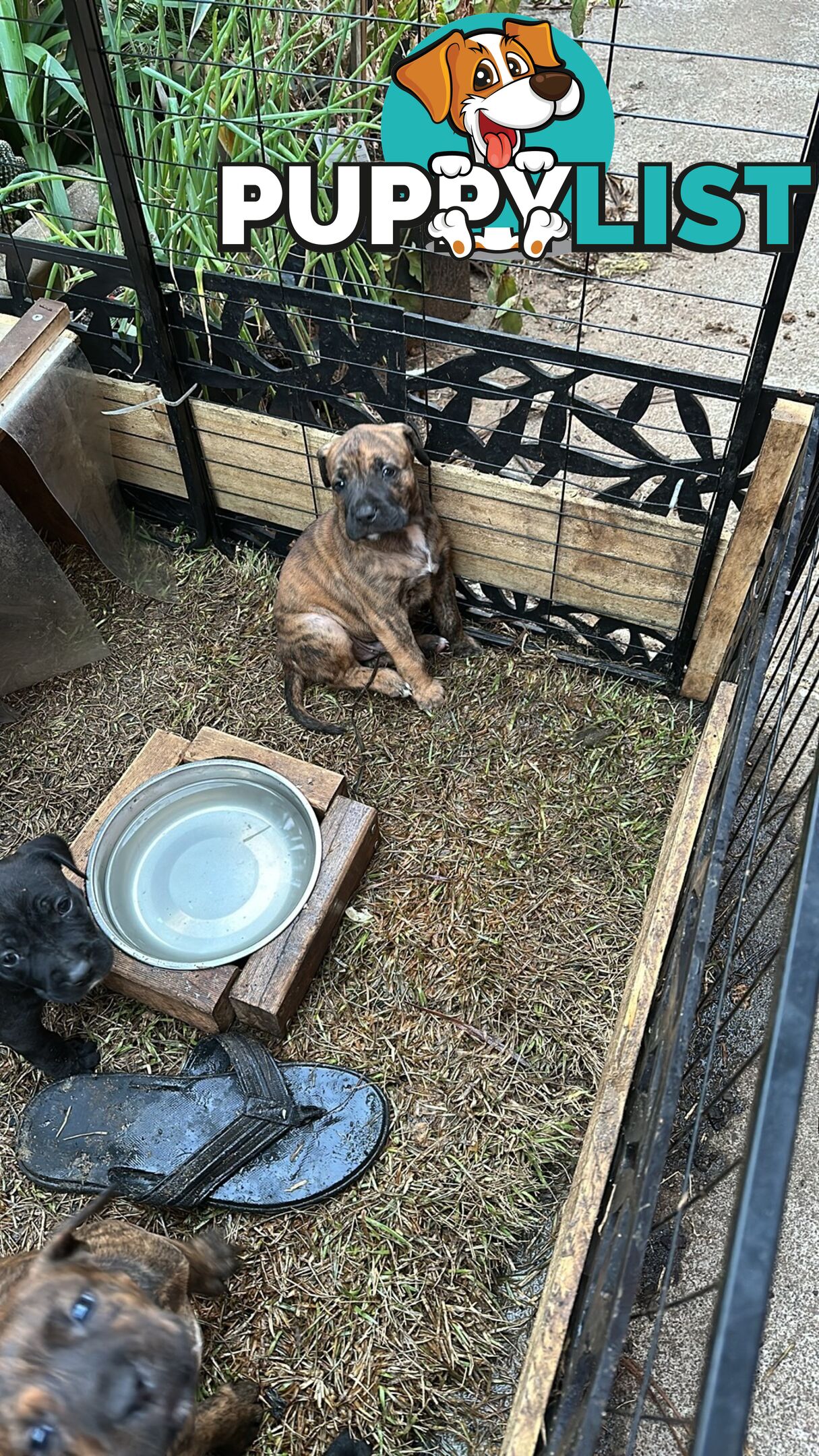 Adorable cane corso x staffie puppies for sale