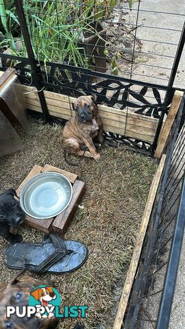 Adorable cane corso x staffie puppies for sale