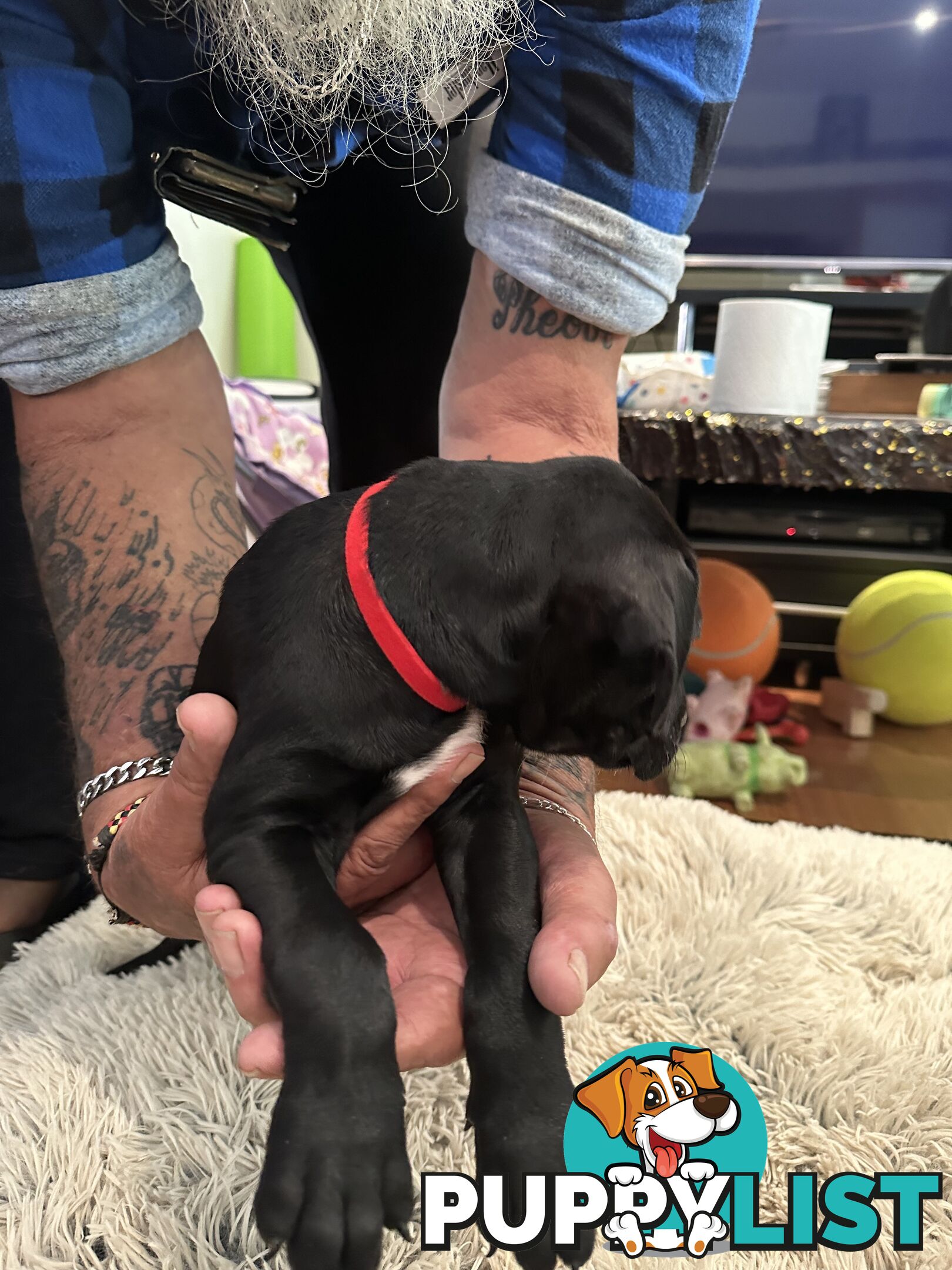 Adorable cane corso x staffie puppies for sale