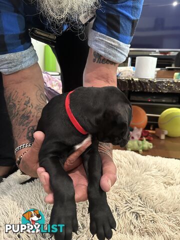 Adorable cane corso x staffie puppies for sale