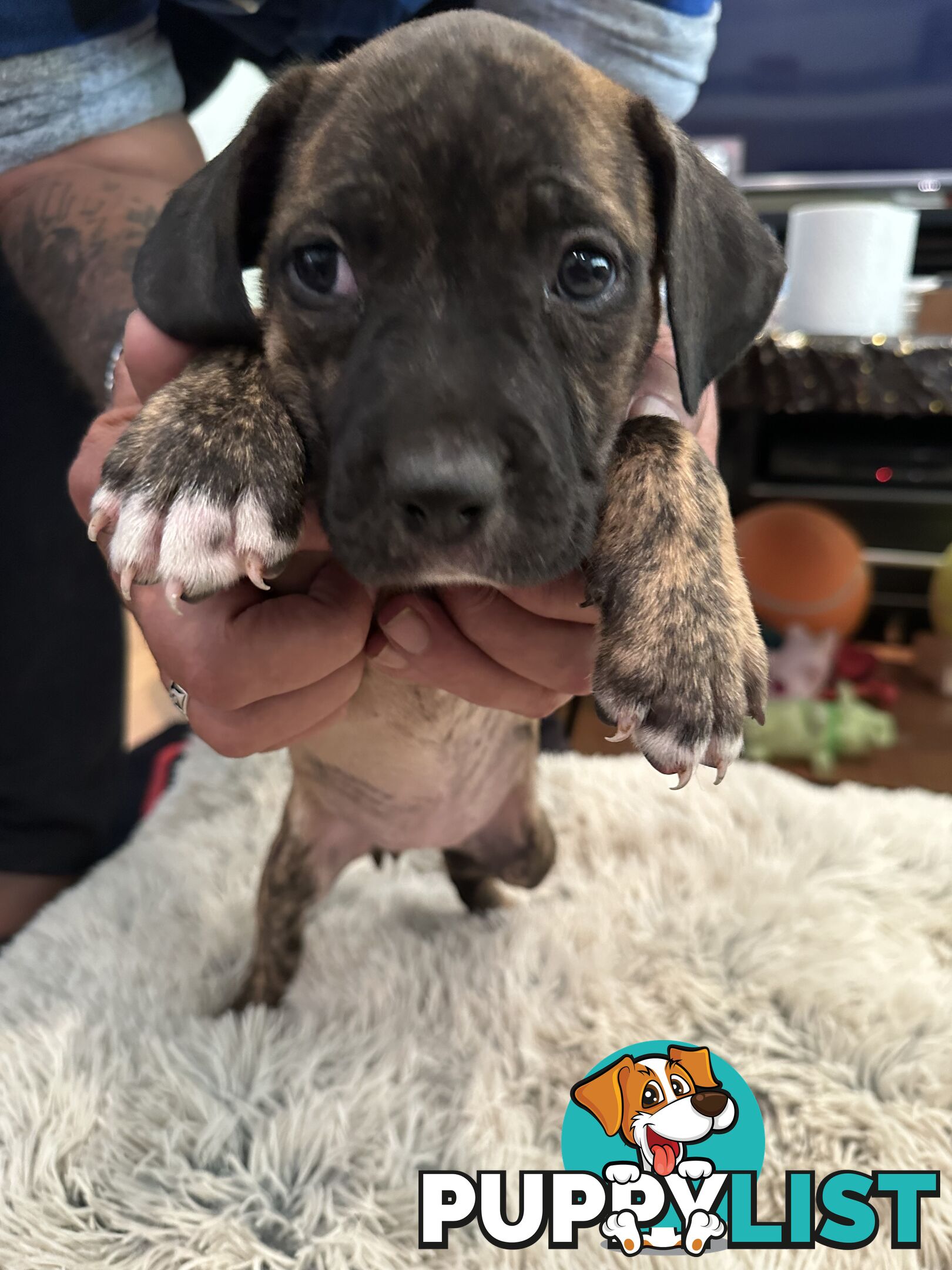 Adorable cane corso x staffie puppies for sale