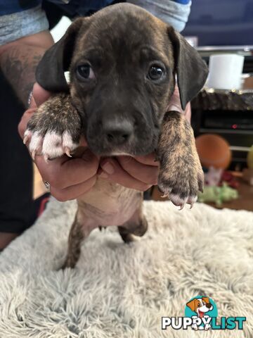 Adorable cane corso x staffie puppies for sale