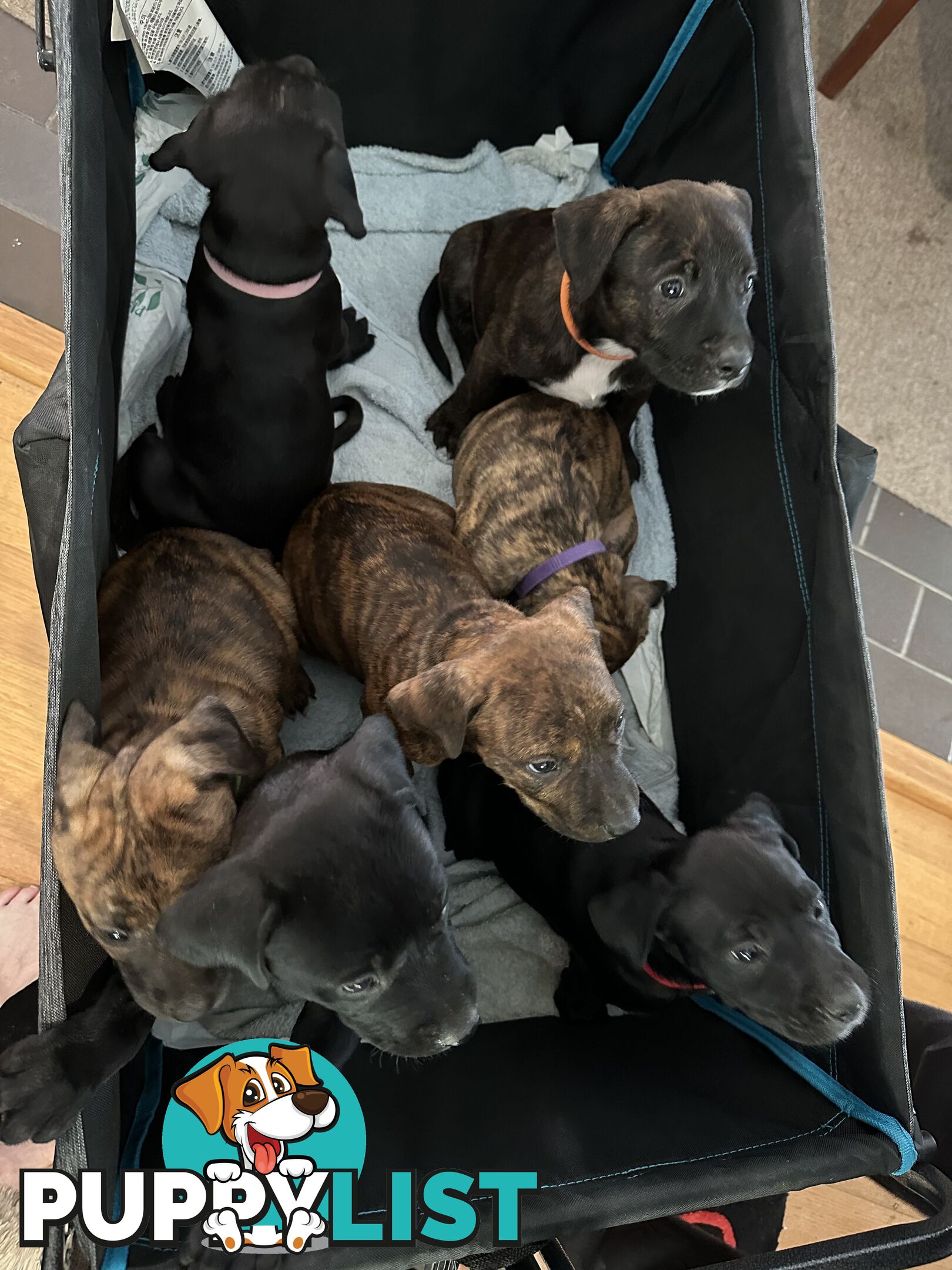 Adorable cane corso x staffie puppies for sale