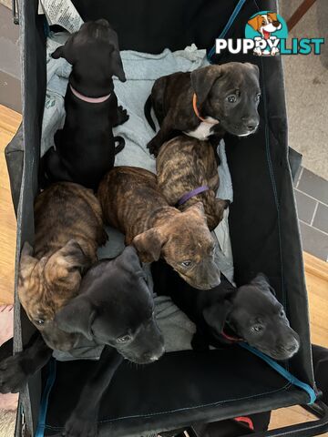 Adorable cane corso x staffie puppies for sale