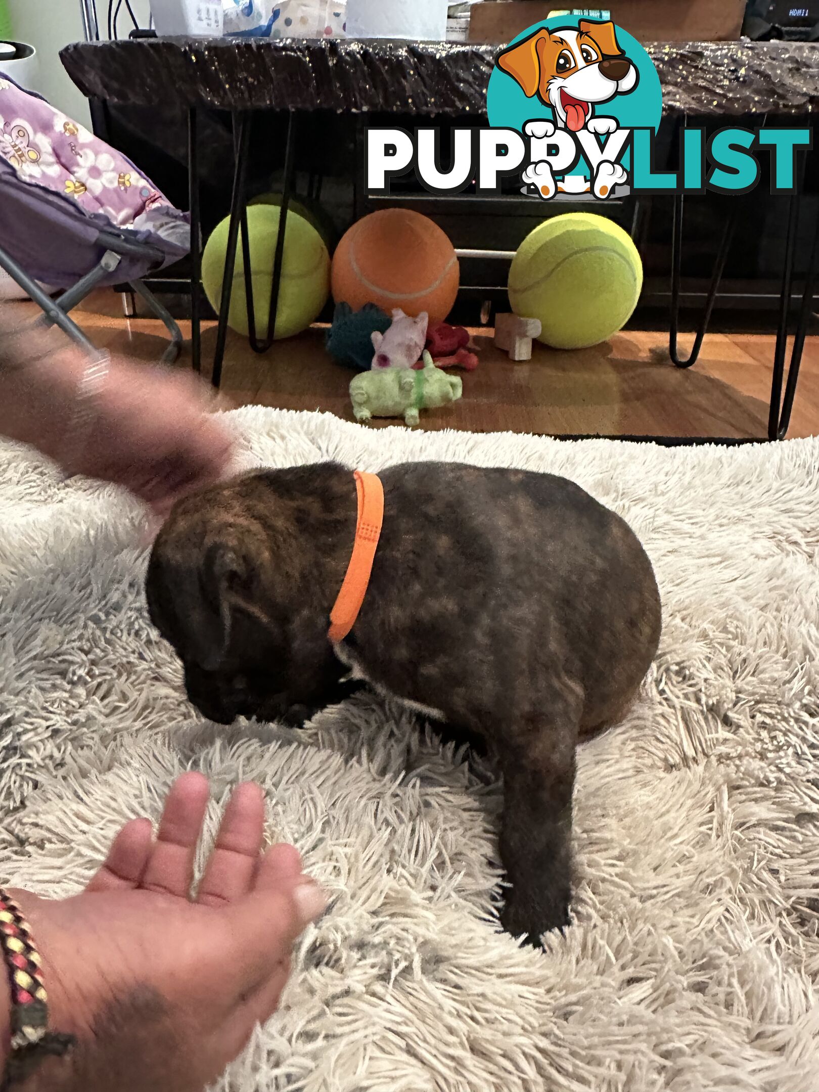 Adorable cane corso x staffie puppies for sale