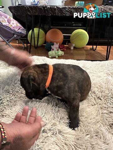 Adorable cane corso x staffie puppies for sale