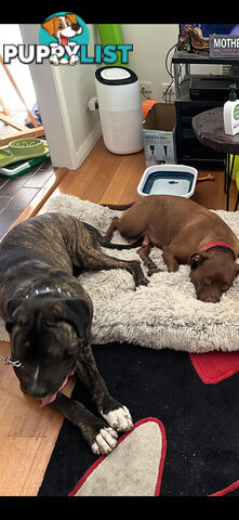 Adorable cane corso x staffie puppies for sale