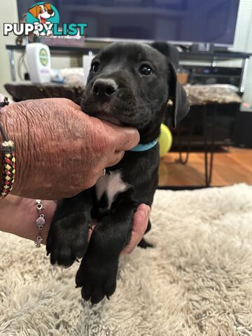 Adorable cane corso x staffie puppies for sale