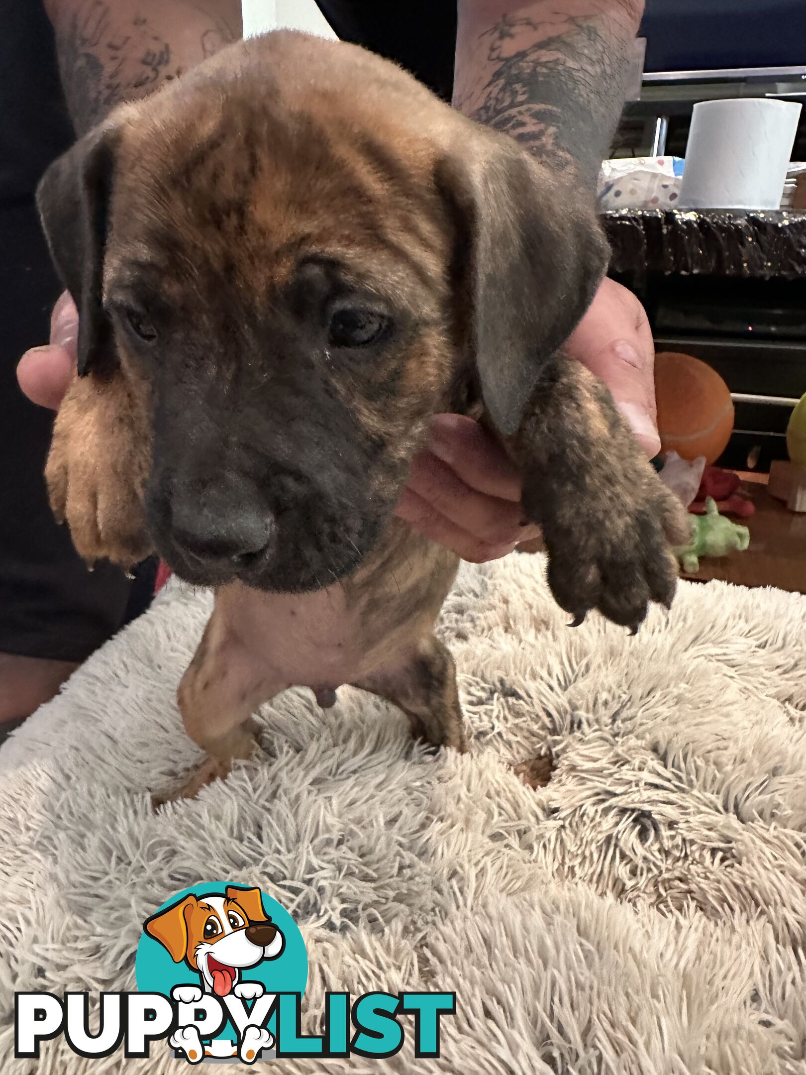 Adorable cane corso x staffie puppies for sale