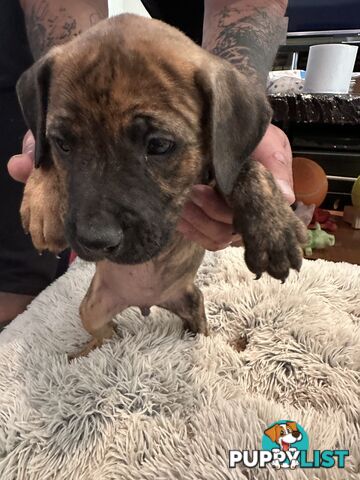 Adorable cane corso x staffie puppies for sale