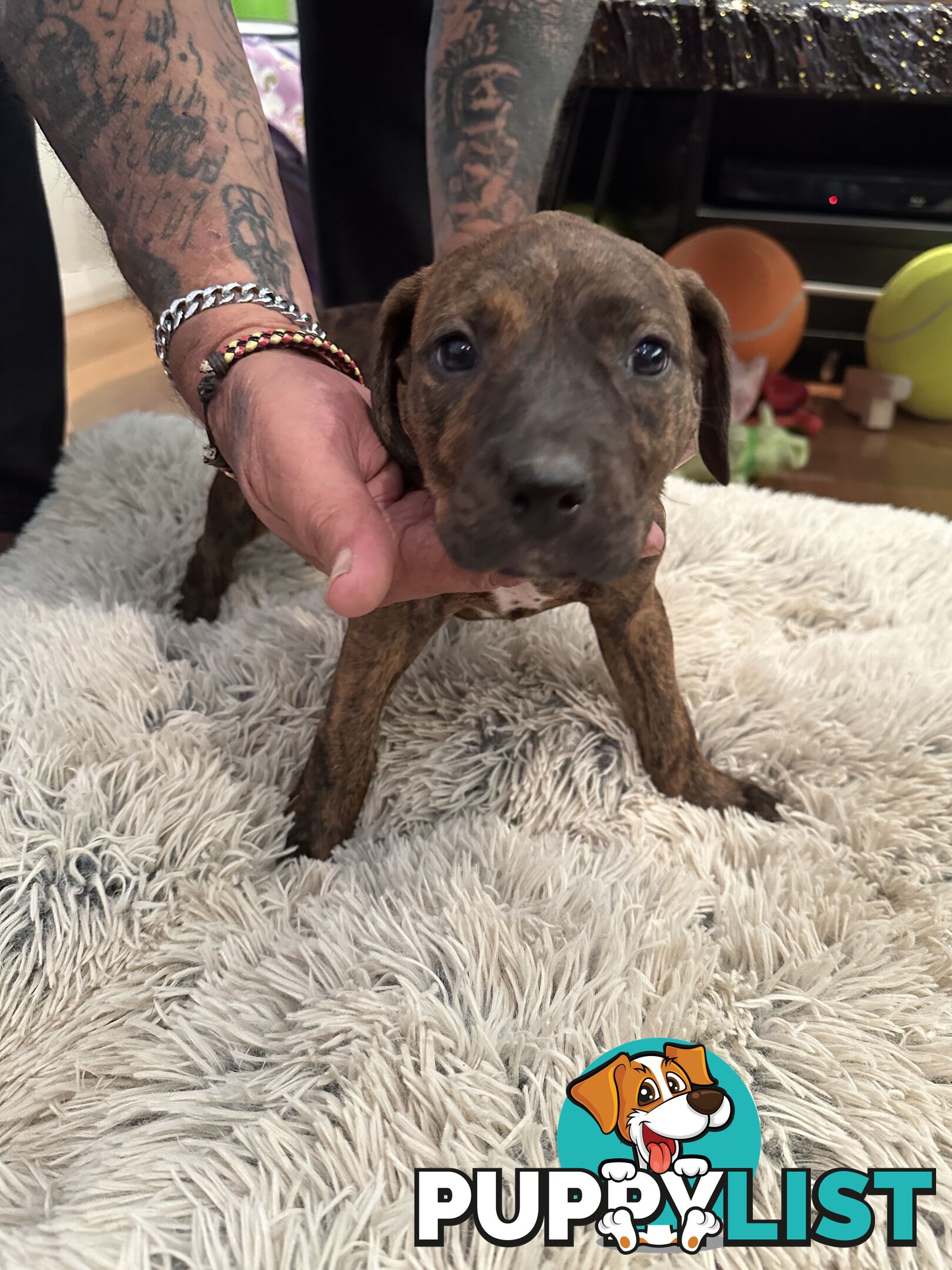 Adorable cane corso x staffie puppies for sale