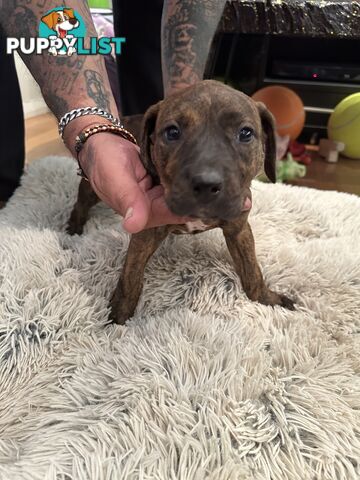 Adorable cane corso x staffie puppies for sale