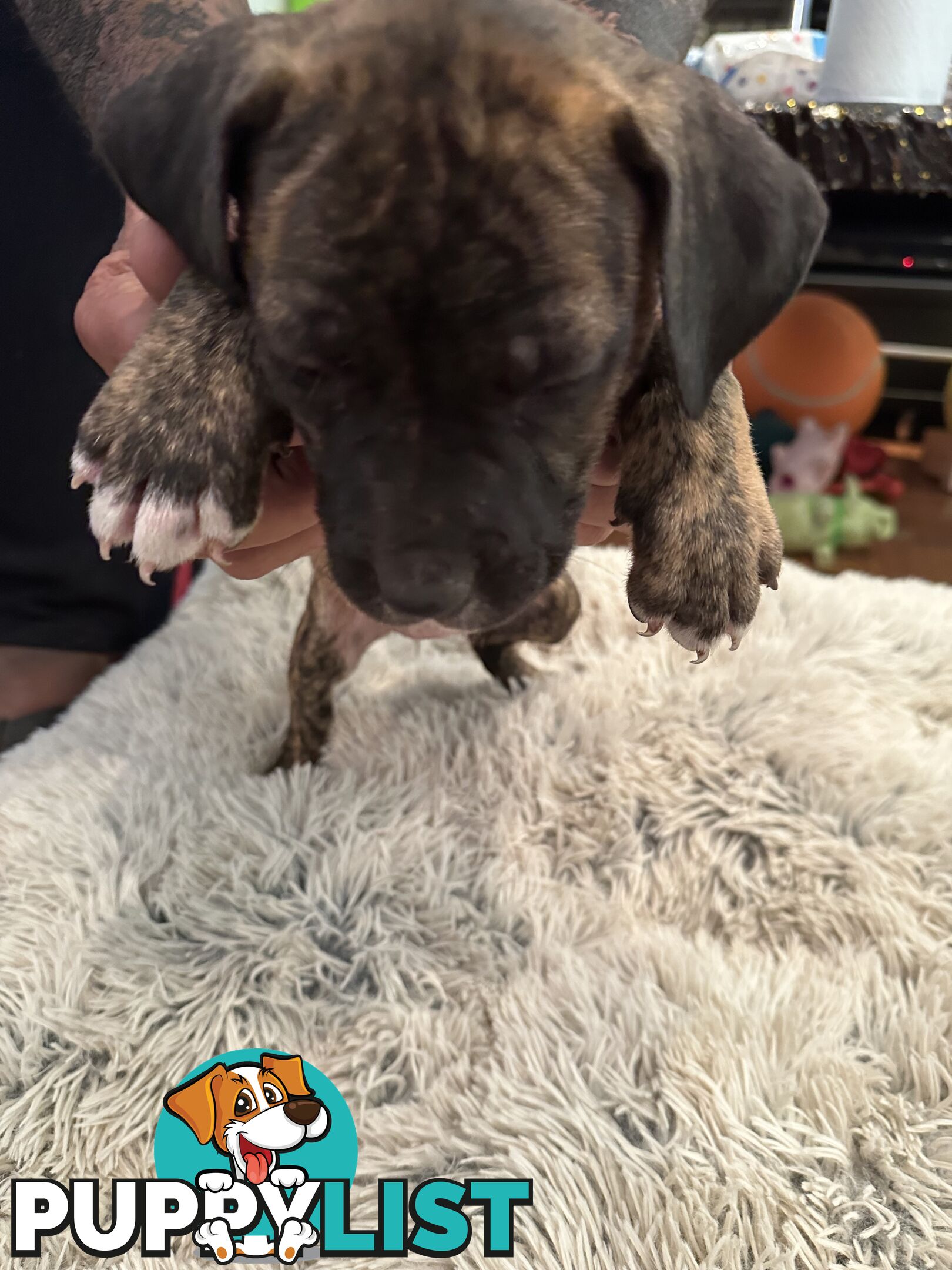 Adorable cane corso x staffie puppies for sale