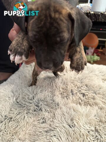 Adorable cane corso x staffie puppies for sale