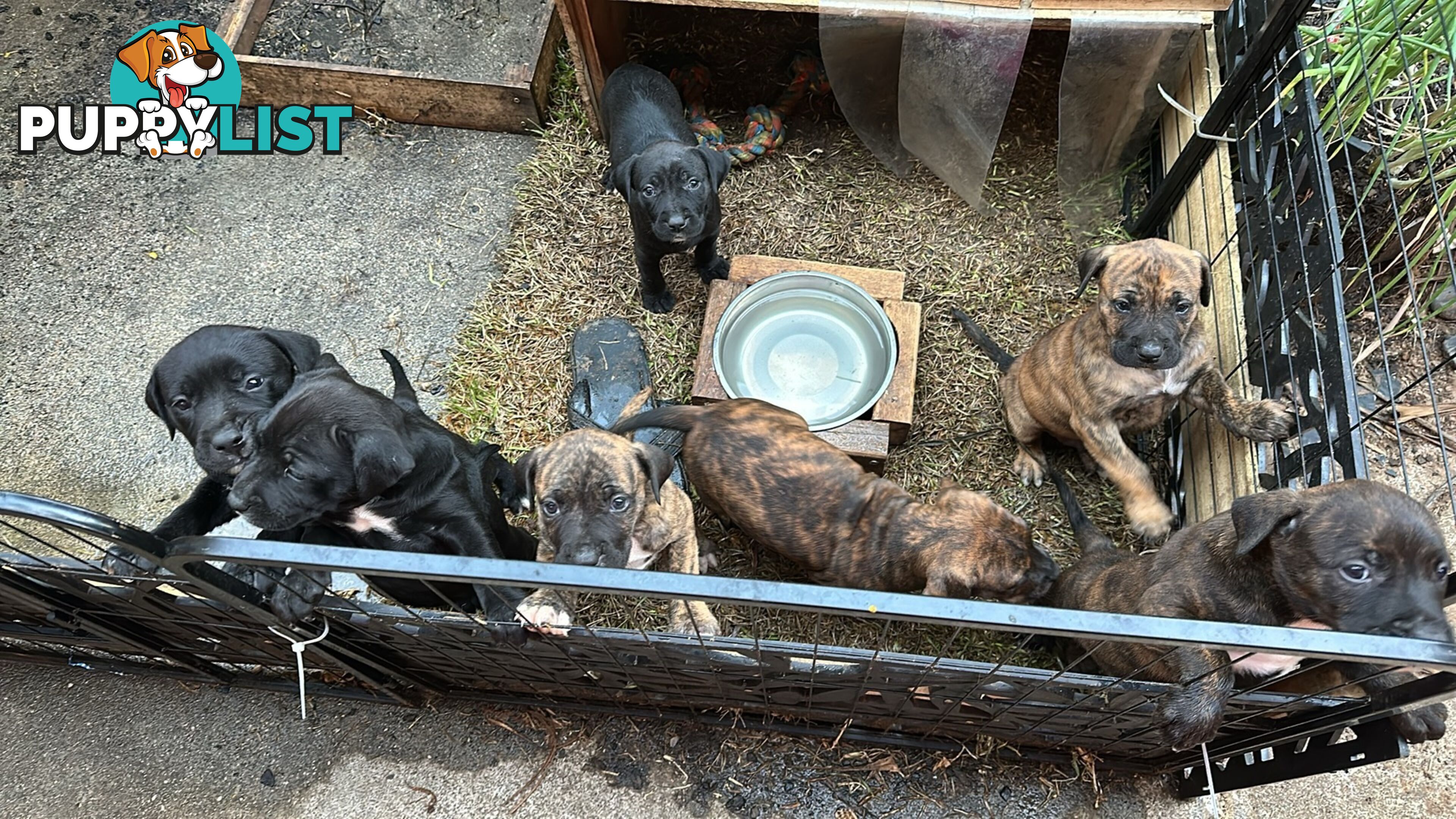 Adorable cane corso x staffie puppies for sale