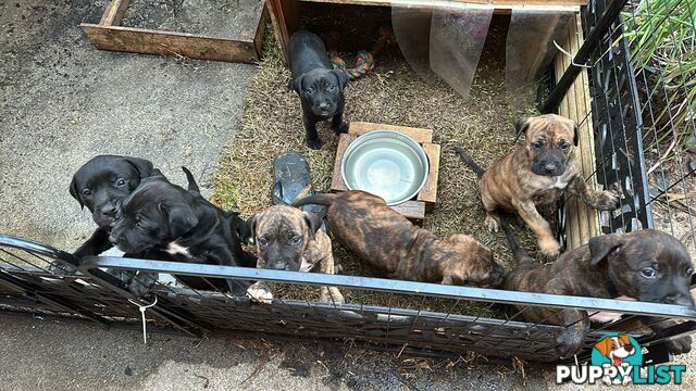 Adorable cane corso x staffie puppies for sale