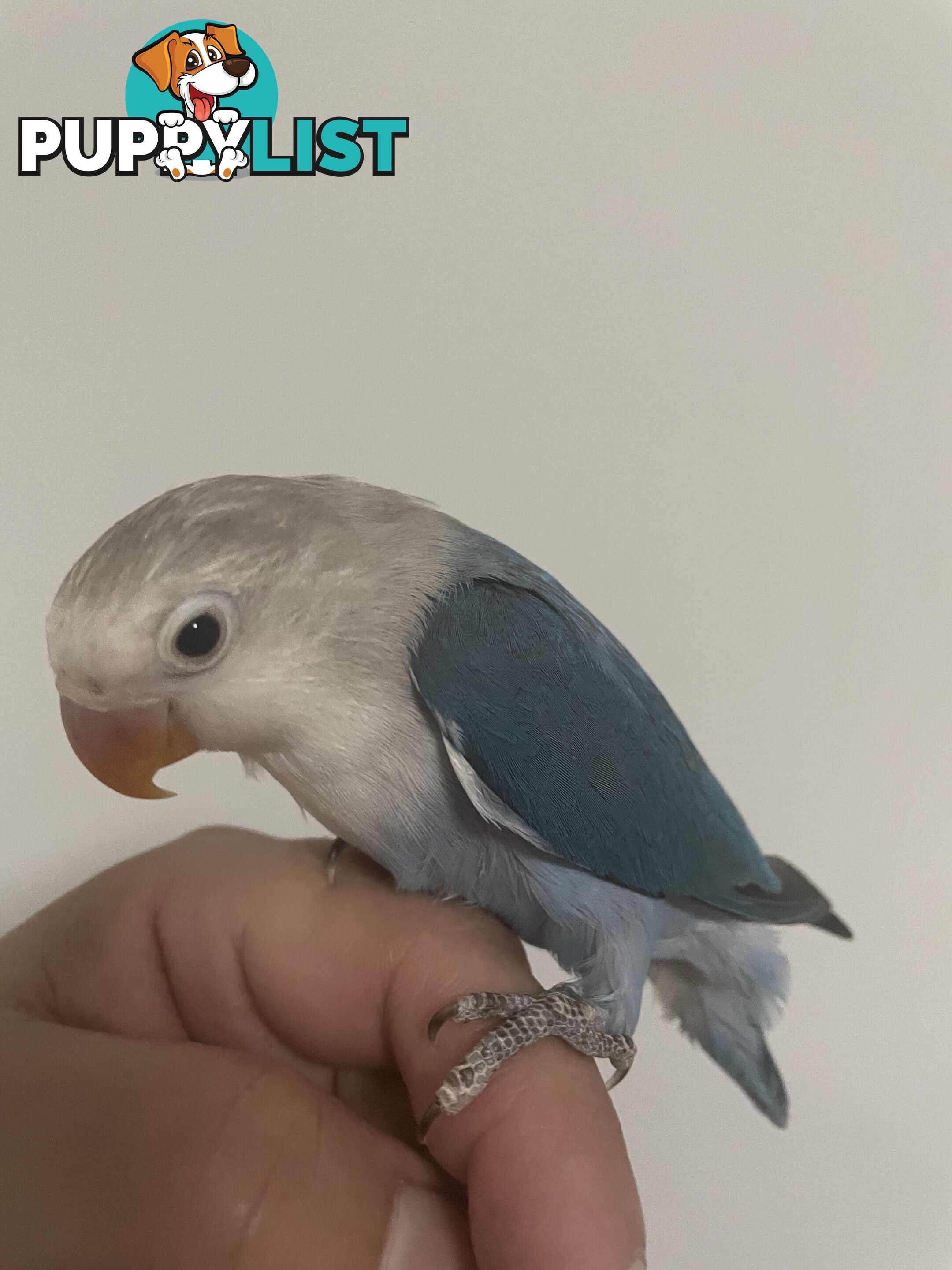 Lovebird Pet Buddy