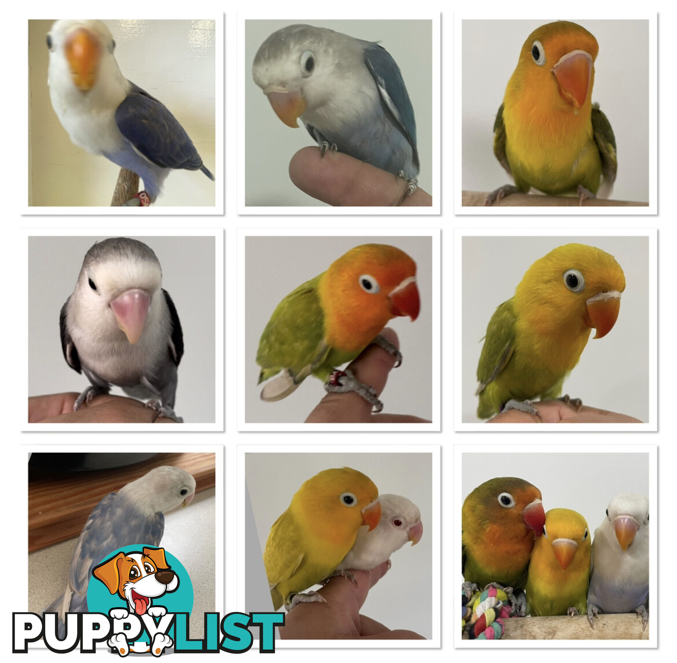 Lovebird Pet Buddy