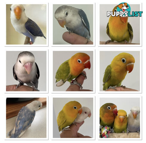 Lovebird Pet Buddy