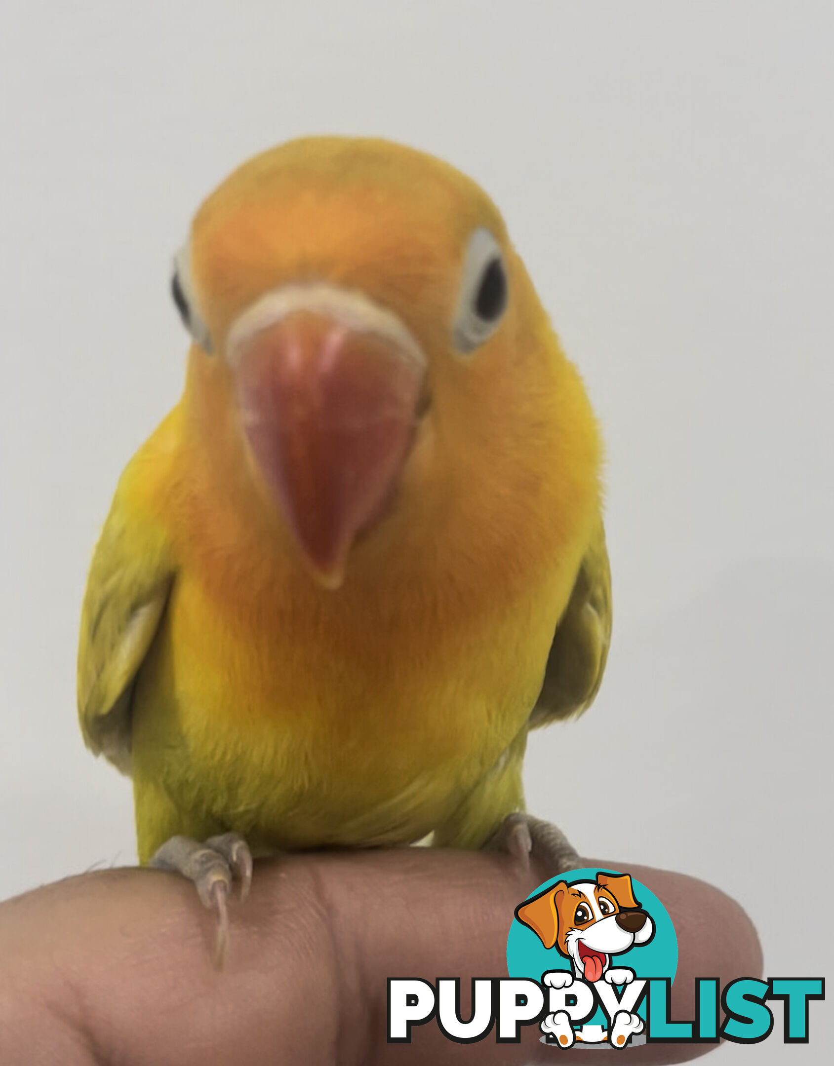 Lovebird Pet Buddy