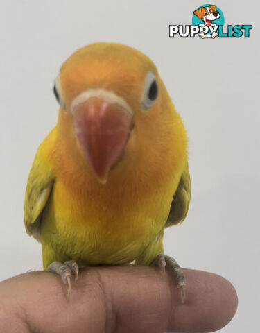 Lovebird Pet Buddy