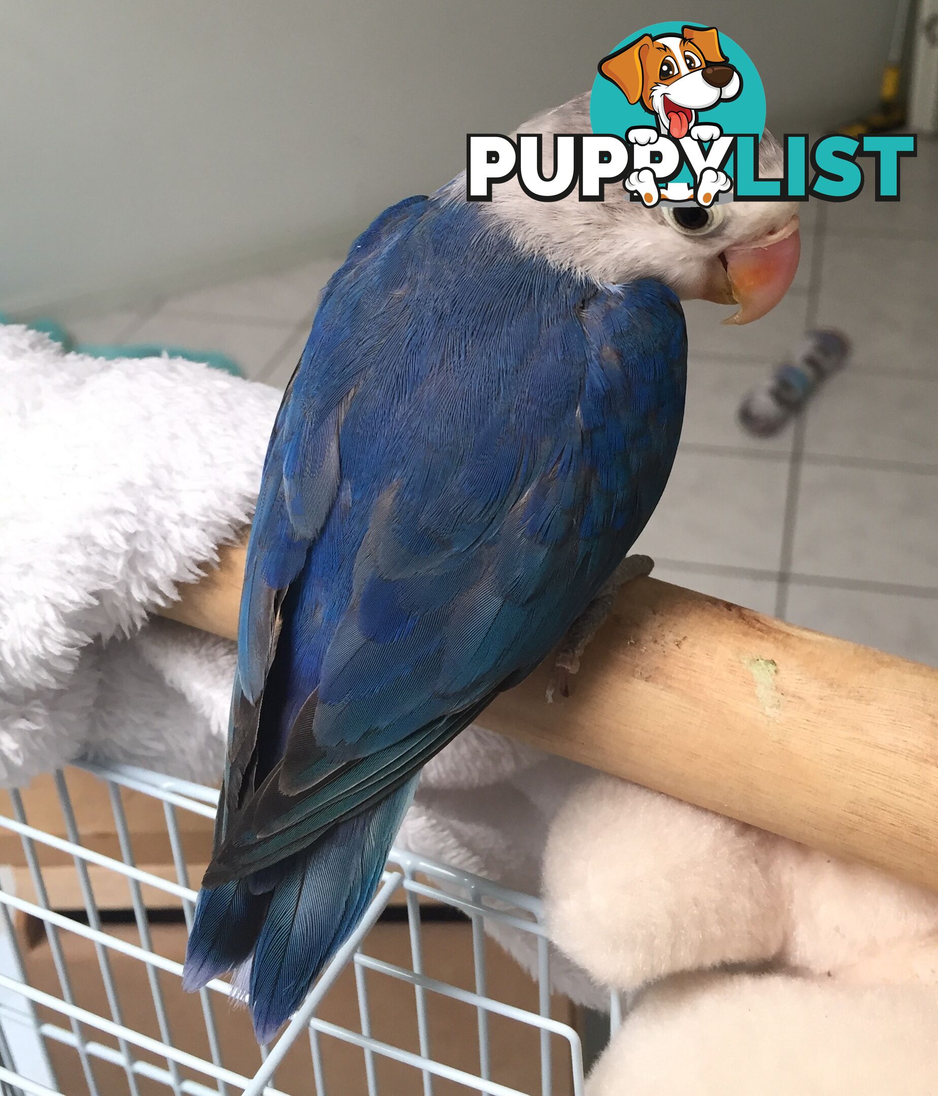 Lovebird Pet Buddy