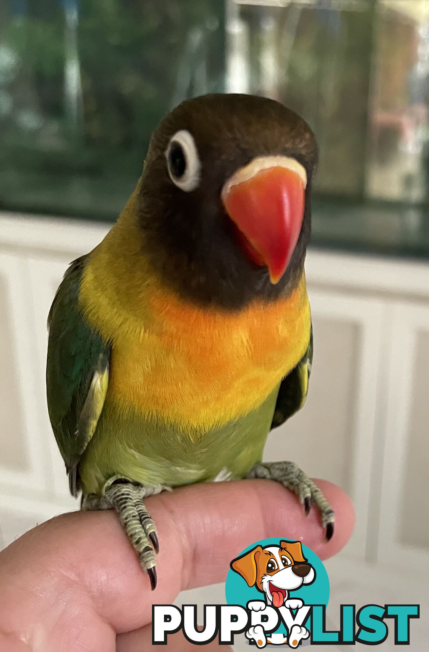 Lovebird Pet Buddy