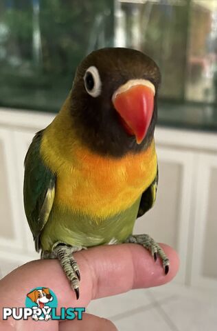 Lovebird Pet Buddy