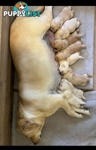 Golden Labrador Puppies