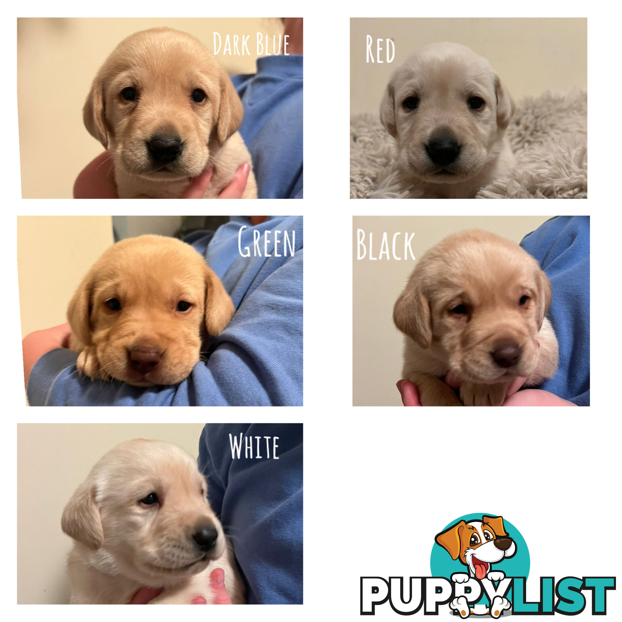 Golden Labrador Puppies