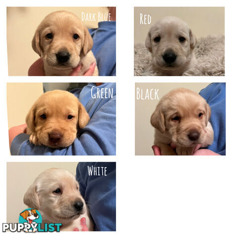 Golden Labrador Puppies