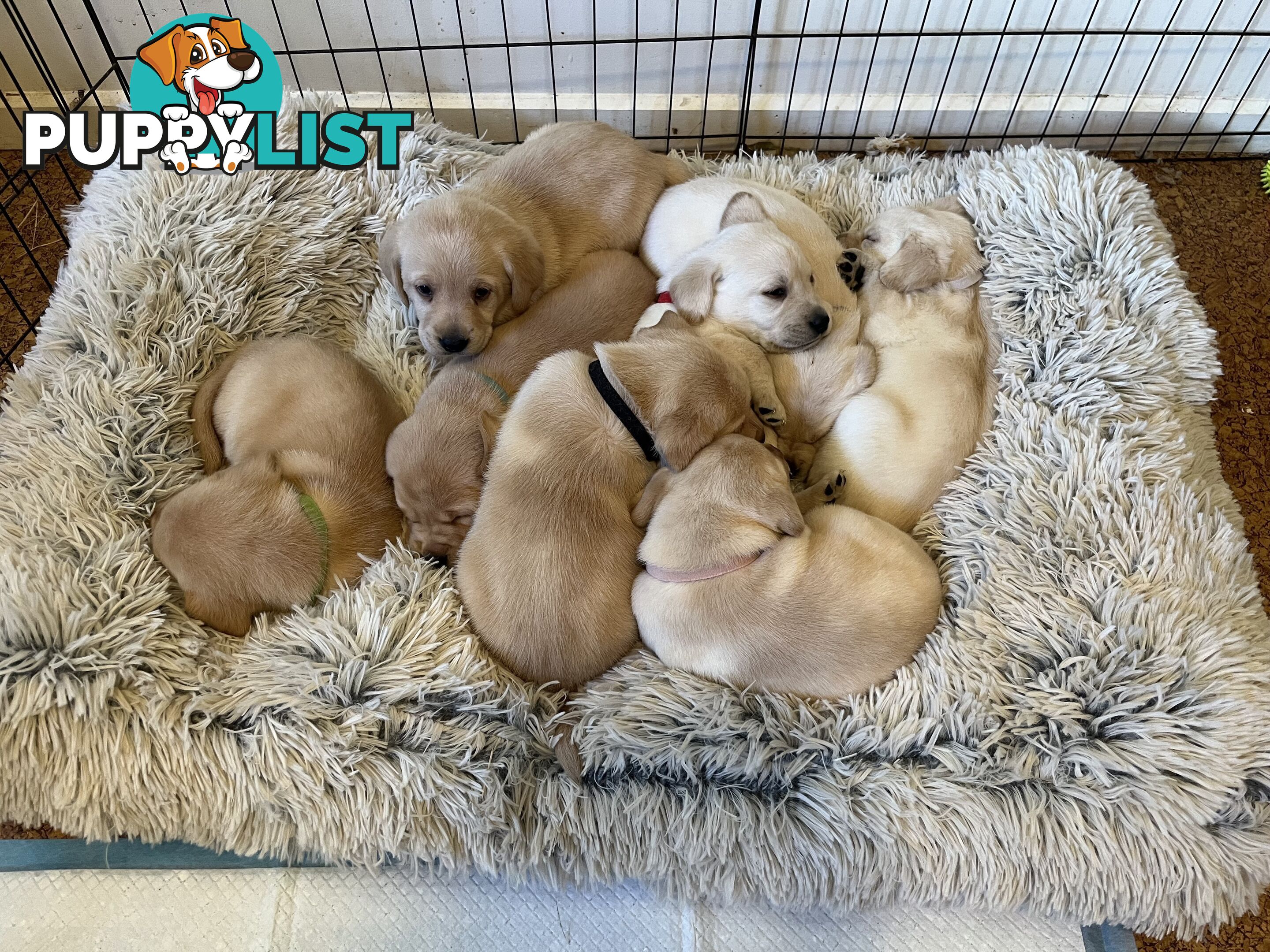 Golden Labrador Puppies