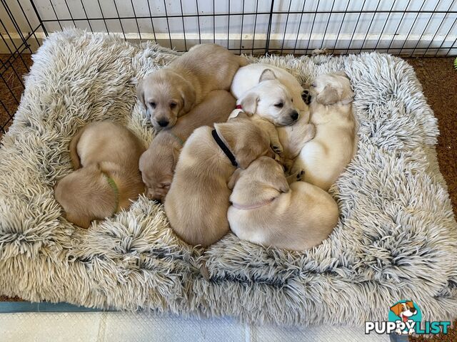 Golden Labrador Puppies