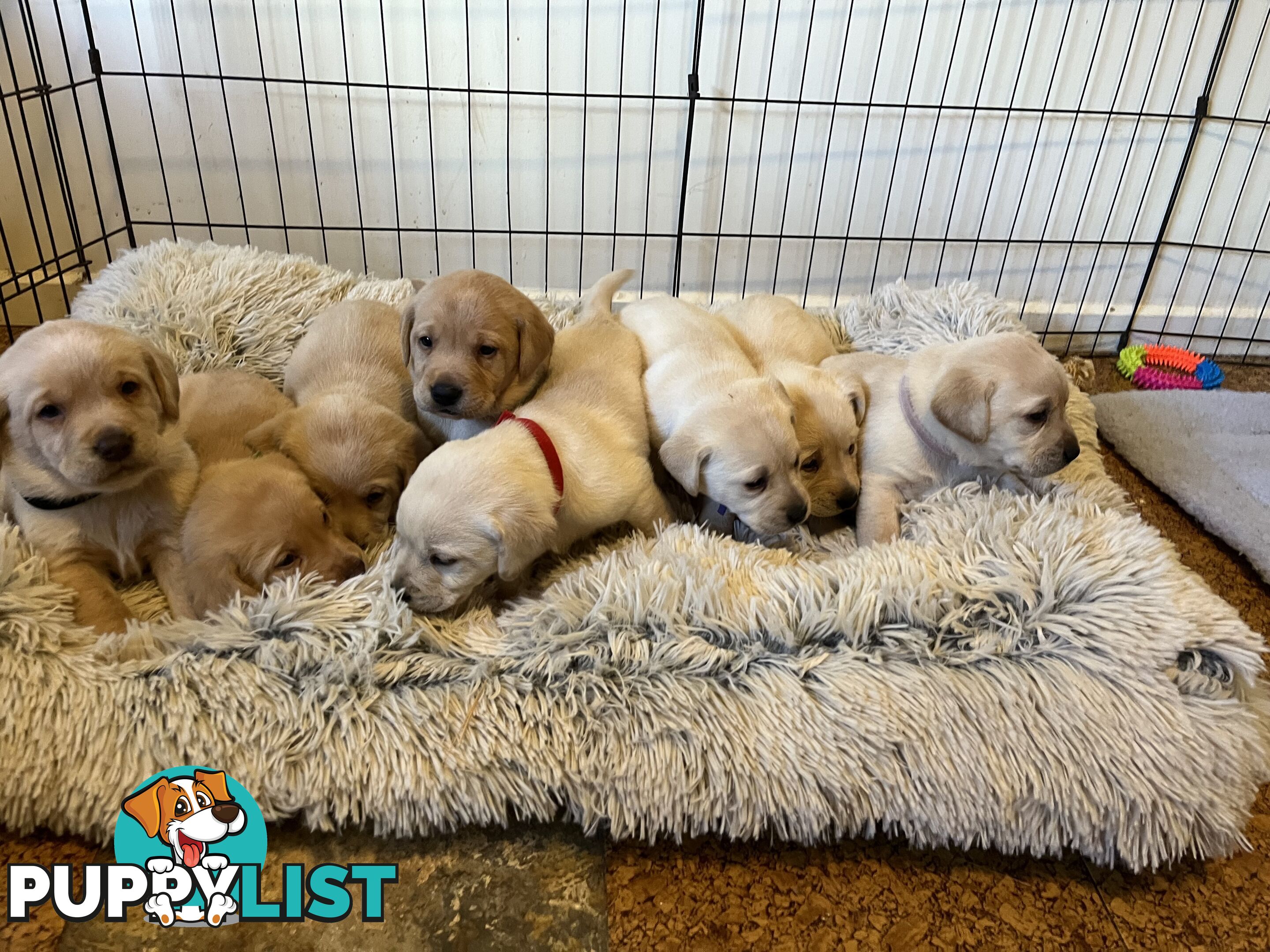 Golden Labrador Puppies