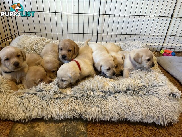 Golden Labrador Puppies