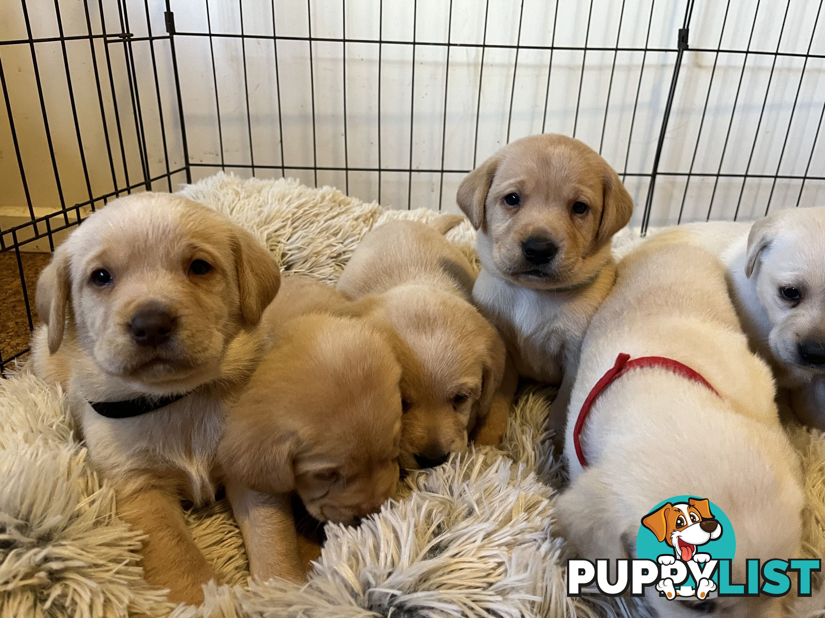Golden Labrador Puppies